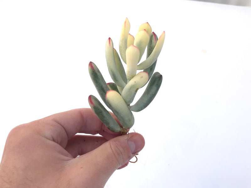 Cotyledon 'Orbiculata' Variegated Thin Leaf 2"-3" Succulent Plant