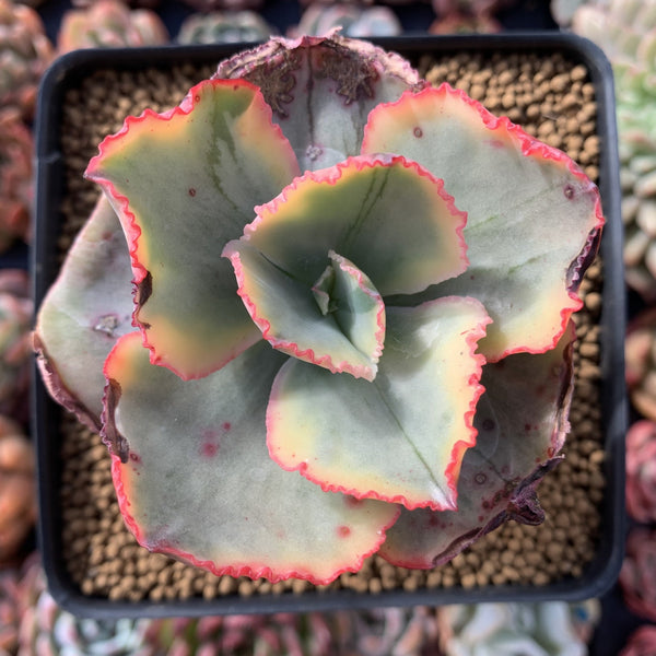 Echeveria 'Tornado' Variegated 3"-4" Succulent Plant