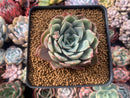 Echeveria 'Gemini' New Hybrid 2"-3" Succulent Plant