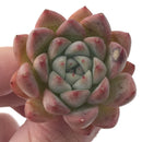 Echeveria 'Hanekansu' 1"-2" Small Succulent Plant