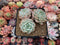 Echeveria 'Zaragoza' Hybrid Cluster 4" Succulent Plant