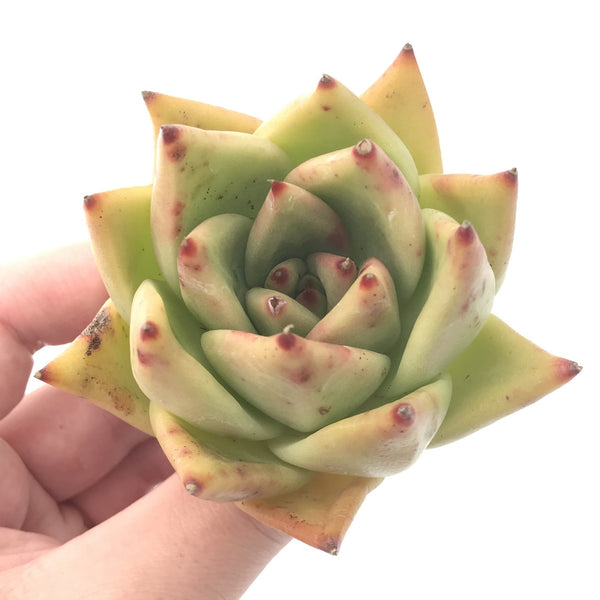 Echeveria Agavoides ‘Deigo Sunset’ 2"-3" Succulent Plant