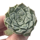 Echeveria 'Hearts Choice' 1" Small Succulent Plant