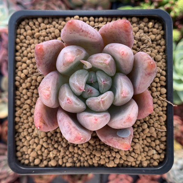 Echeveria 'Pena' 2"-3" Succulent Plant