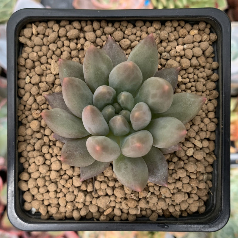 Pachyveria 'Angels Finger' 1" Succulent Plant