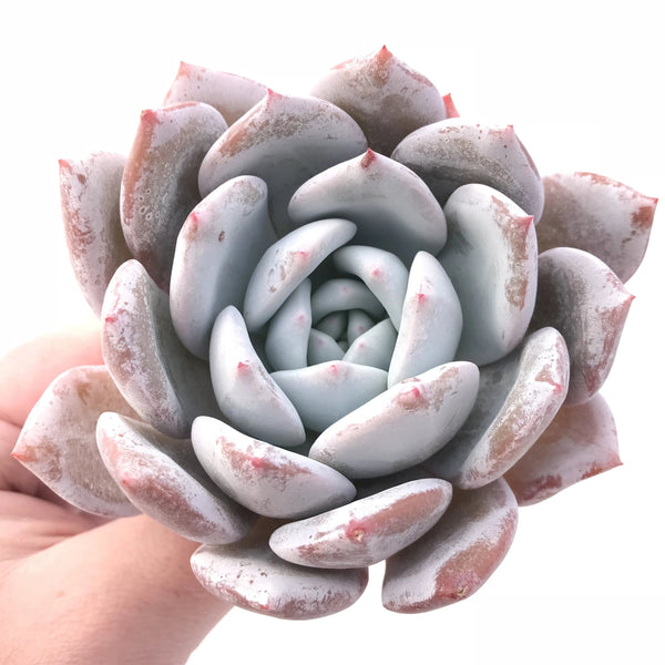 Echeveria Ivory Specimen 4” Rare Succulent Plant