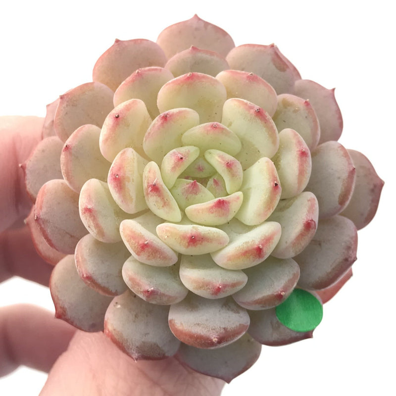 Echeveria 'White Farm' 1"-2" New Hybrid Succulent Plant