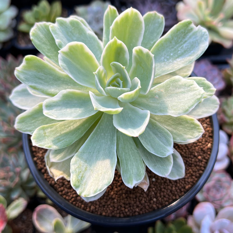 Echeveria 'Lemon Lime' Variegated 3" Succulent Plant