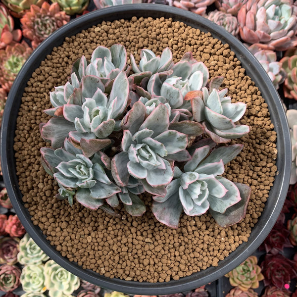 Echeveria 'Berkeley Light' Variegated 7" Large Cluster Succulent Plant