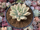 Graptoveria 'Opalina' Variegated 3"-4" Very Rare Succulent Plant