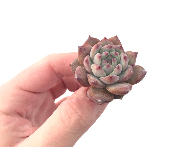 Echeveria 'Gold Peach' 1"-2" Succulent Plant