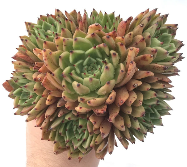 Echeveria Agavoides 'Black Tip' Large Cluster 8" Succulent Plant