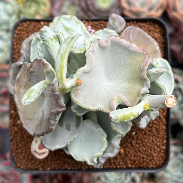 Cotyledon Undulata 'Shires Hobbit' 3" Succulent Plant