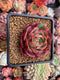 Echeveria Agavoides 'Red Fantasy' 3" New Hybrid Succulent Plant