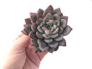 Echeveria sp. 3"-4" Powdery Succulent Plant