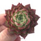 Echeveria Agavoides 'Jelly Peach' 2" Succulent Plant