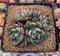 Echeveria 'Joan Daniel' 4" Cluster Succulent Plant