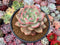 Echeveria 'Ariel' 5"-6” Large Succulent Plant