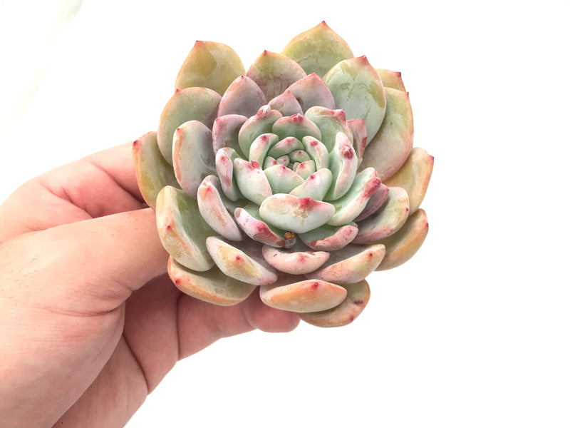 Echeveria 'Ivory' Hybrid 4" Rare Succulent Plant