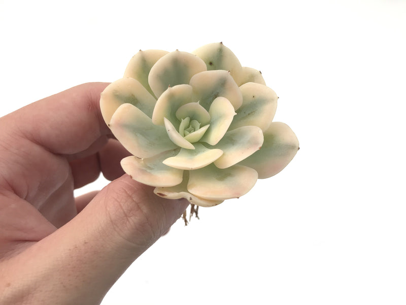 Echeveria Runyonii Variegated (Aka Echeveria 'Akaihosi' Variegated) 2" Succulent Plant