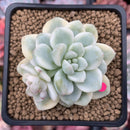 Sedum 'Clavatum' Variegated 2"-3" Succulent Plant