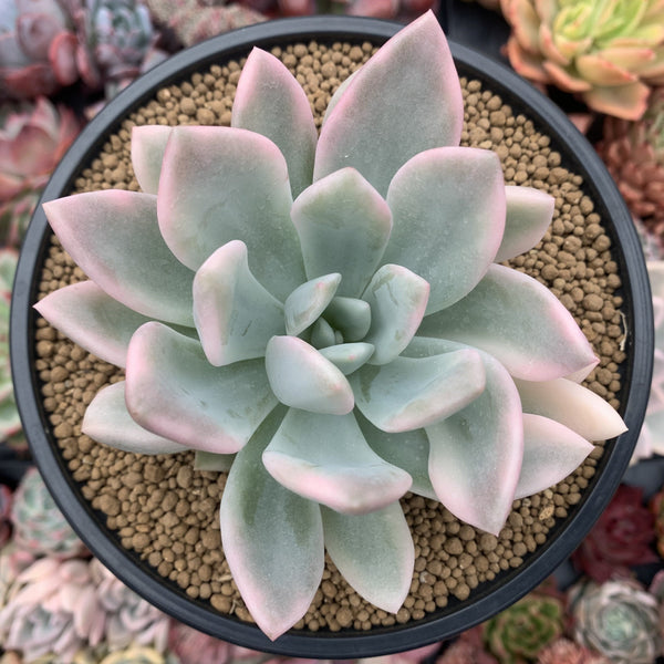 Graptoveria 'Opalina' Variegated 4" Succulent Plant