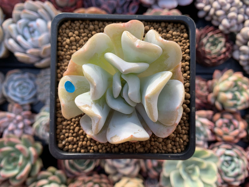 Echeveria 'Exotic' 2" Powdery Succulent Plant