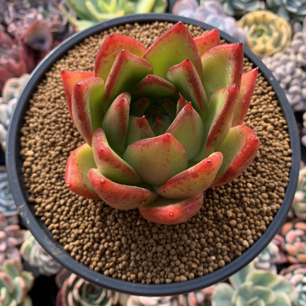 Echeveria Agavoides 'Ebony' Wide Leaf Clone 4"-5" Succulent Plant