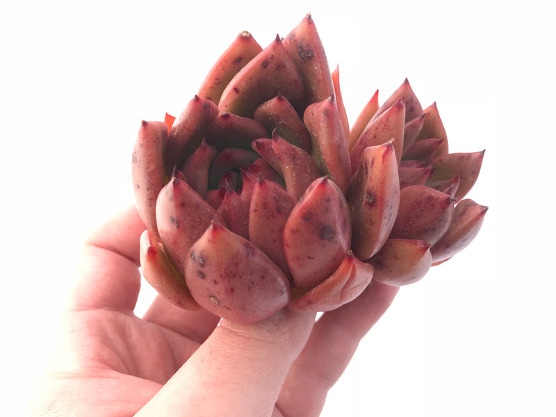 Echeveria Agavoides Red Maria 5” Rare Succulent Plant