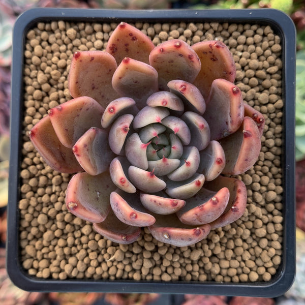 Echeveria Agavoides 'Magic Plot' 2" Succulent Plant