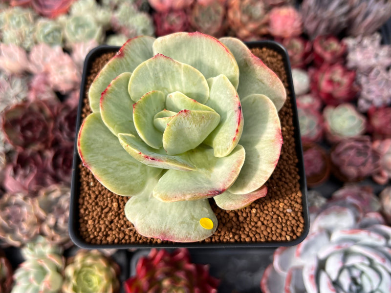 Echeveria ‘Mocha’ Variegated 4" Succulent Plant