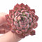 Echeveria Zaragoza ‘Red Edge’ 1”-2” Rare Succulent Plant