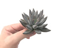 Echeveria 'Unguiculata' 3" Rare Succulent Plant