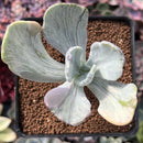 Pachyveria 'Jocelyns Joy' Variegated 2" Succulent Plant