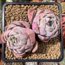 Echeveria sp. 2"-3" Succulent Plant