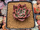 Echeveria Agavoides 'Chanel Pink' 2" Succulent Plant