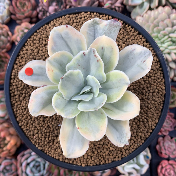 Echeveria 'Japan Moon River' Variegated 3"-4" Succulent Plant