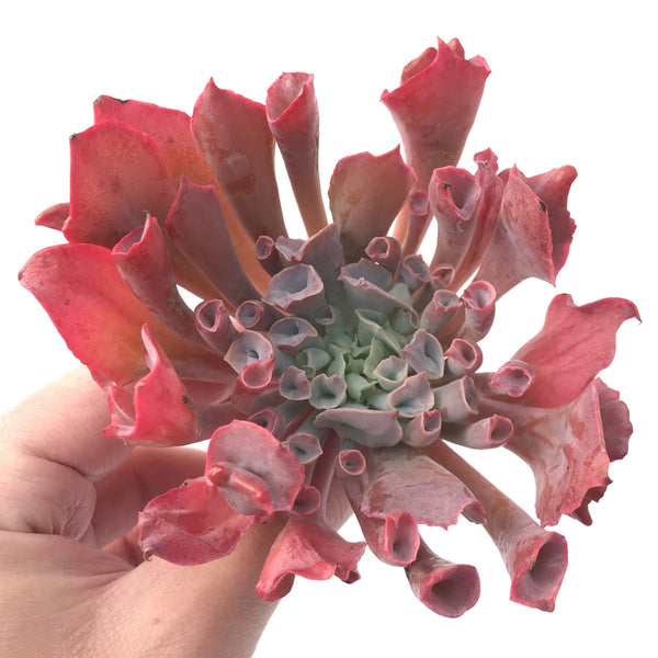 Echeveria 'Trumpet Pinky' 5" Large Succulent Plant