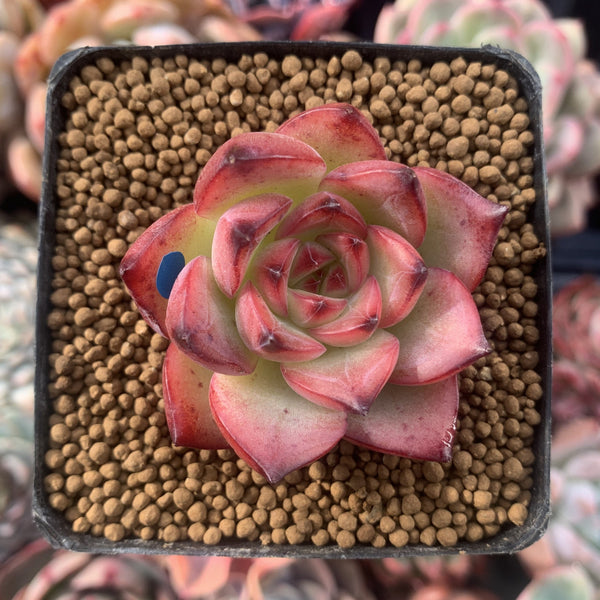 Echeveria Agavoides 'Fire Pillar' 1"-2" Succulent Plant