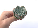 Echeveria 'Milkis' 2" New Hybrid Powdery Succulent Plant