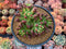 Sedum 'Rubrotinctum' Cluster 4" Succulent Plant