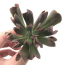 Echeveria 'Black Hawk' 3" Succulent Plant