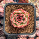 Echeveria Agavoides 'Mont Blanc' 1" Succulent Plant