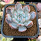 Echeveria 'Trumso' 1"-2" Powdery Succulent Plant