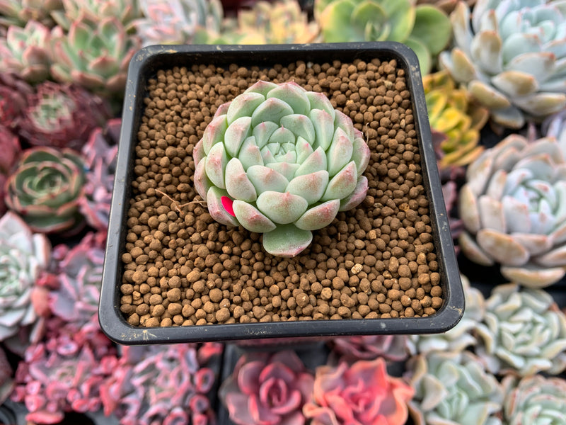 Echeveria 'Arba' 1" New Hybrid Powdery Succulent Plant