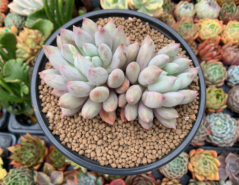 Pachyveria Venus Cluster 4” Succulent Plant