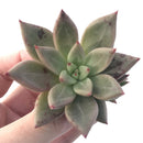 Echeveria Agavoides 'Planetary Stars' 3" Succulent Plant