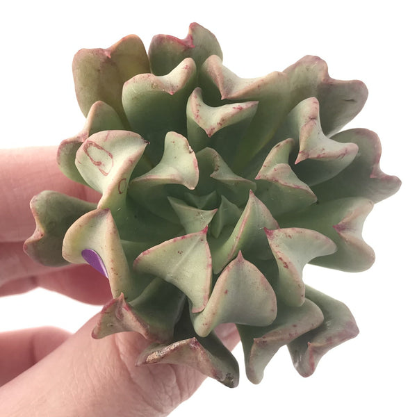 Echeveria 'Black Hawk' 2"-3" Succulent Plant