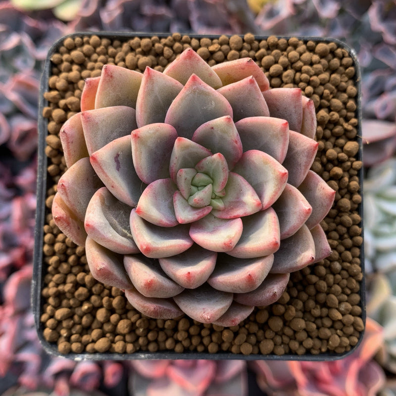 Echeveria Agavoides 'Blood Spirit' 2" Succulent Plant