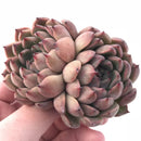 Echeveria Zaragoza Hybrid 2”-3” Rare Succulent Plant